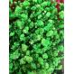 Green Baby Breath | 60 Grams Dried Flower Wholesale 